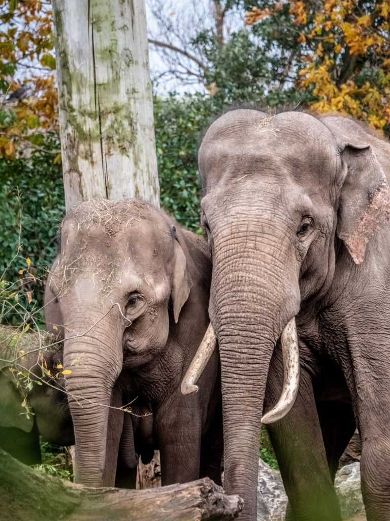 Indian Elephants