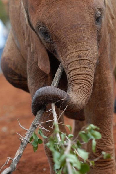 Weeping Elephant Project - Animal Defense Partnership