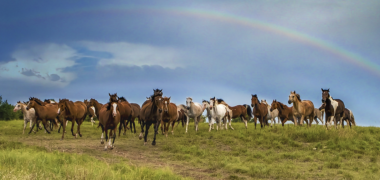 Rainbow Meadows banner