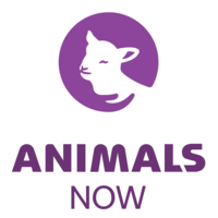Animals Now