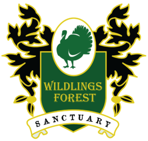 Wildlings Forest