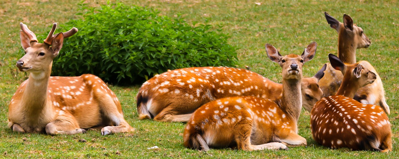 animals, deer, wild-5085751.jpg