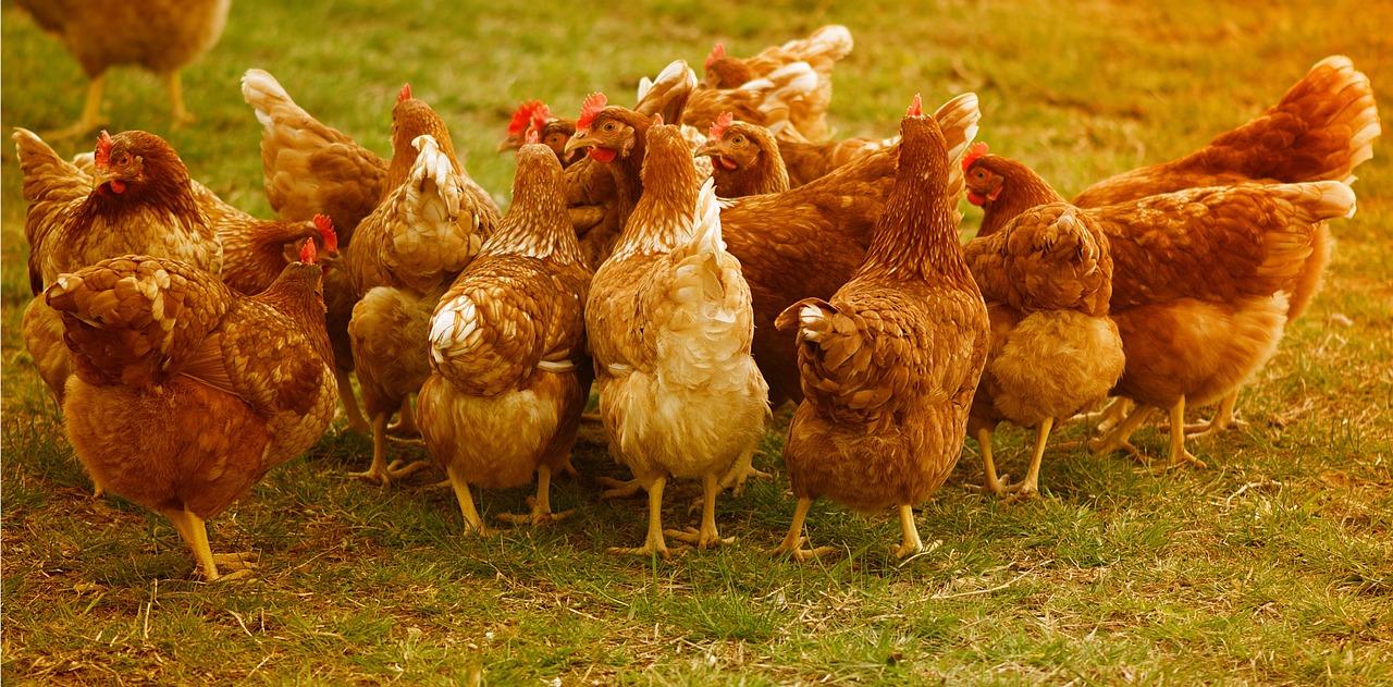 chicken, poultry, free running-4145198.jpg