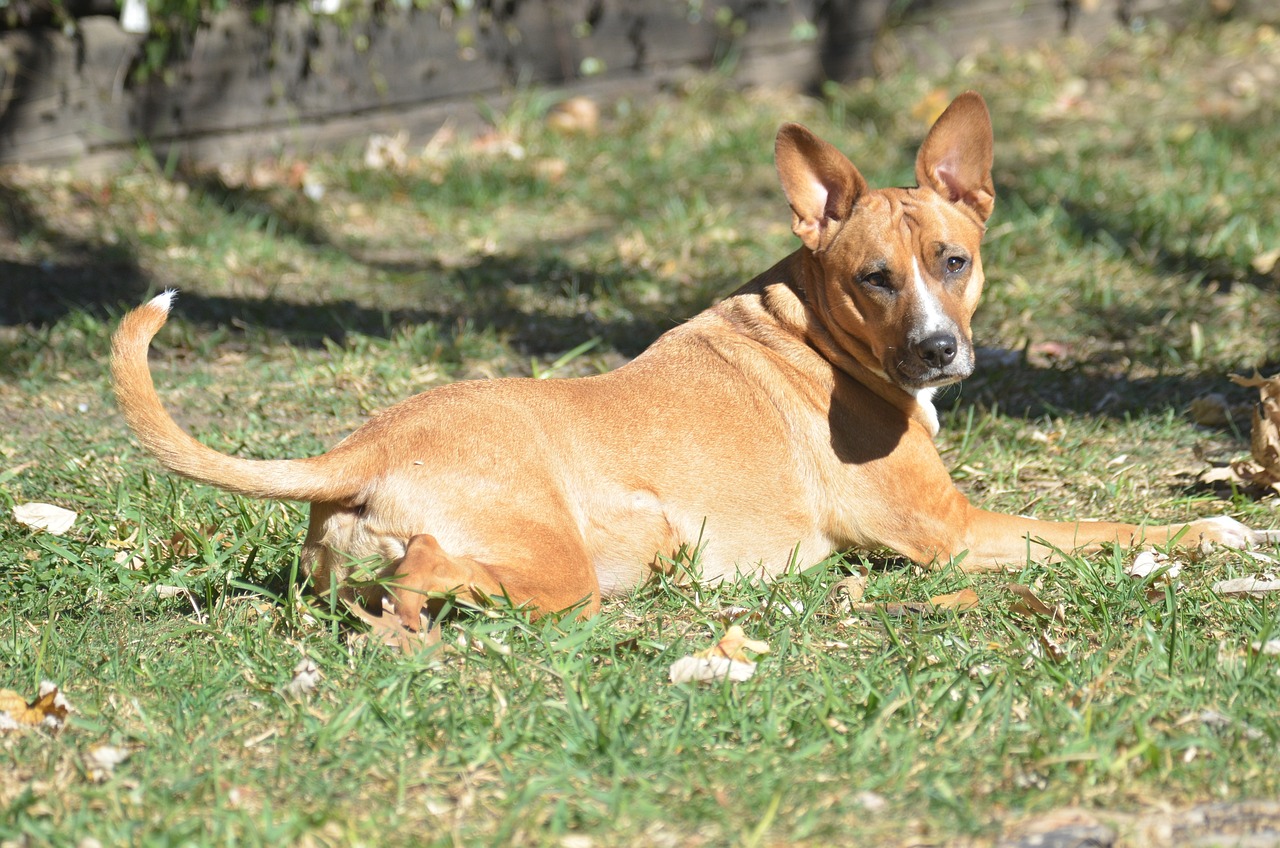 pit bull, terrier mix, animal-1043356.jpg