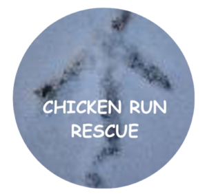 Chicken Run Rescue