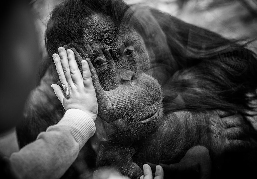 Jo-Anne McArthur / Born Free Foundation / We Animals Media